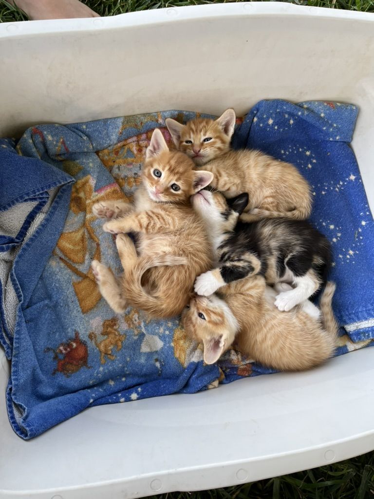 Adorable Orange and Calico Kittens (including 4 rare orange girl kittens) 
