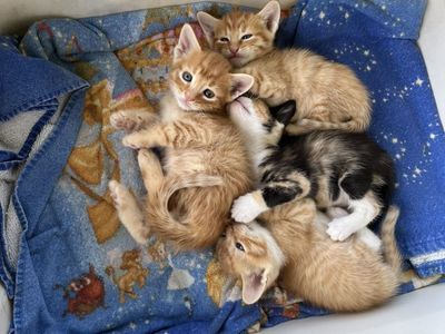 Adorable Orange and Calico Kittens (including 4 rare orange girl kittens)