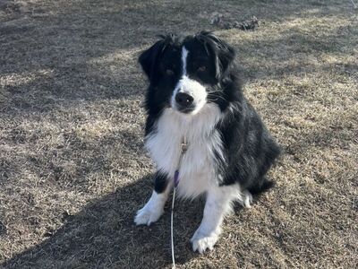6 year old Mini Australian Shepherd