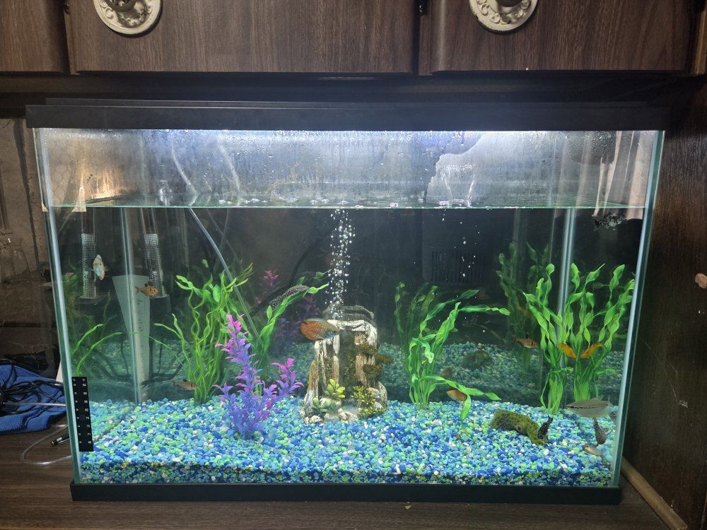 20 gal fish tank and fishes