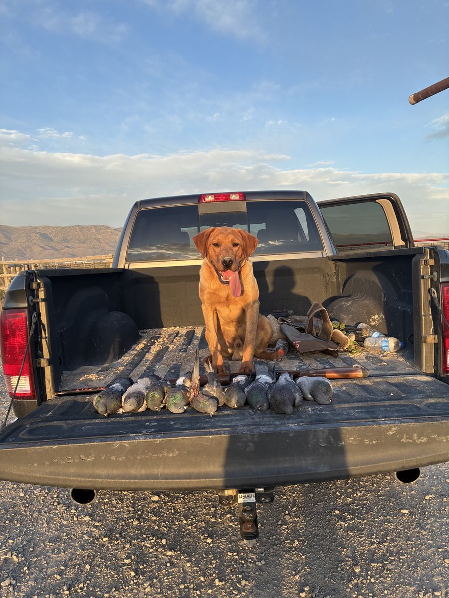 AKC red fox lab/Labrador retriever, hunting dog STUD ONLY
