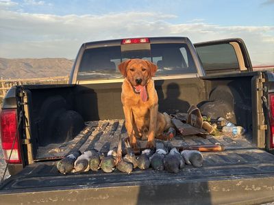 AKC red fox lab/Labrador retriever, hunting dog STUD ONLY