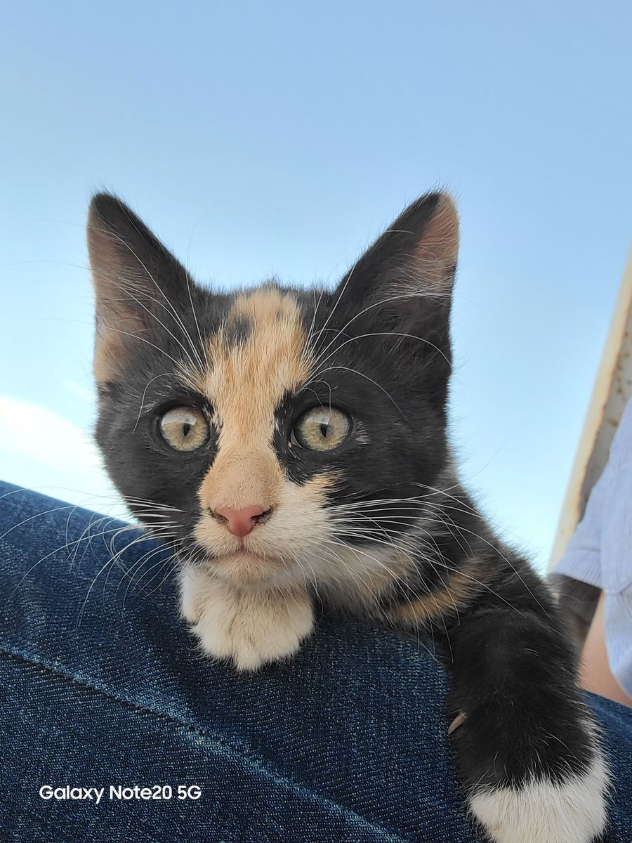 Free Kittens