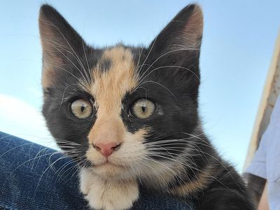 Free Kittens