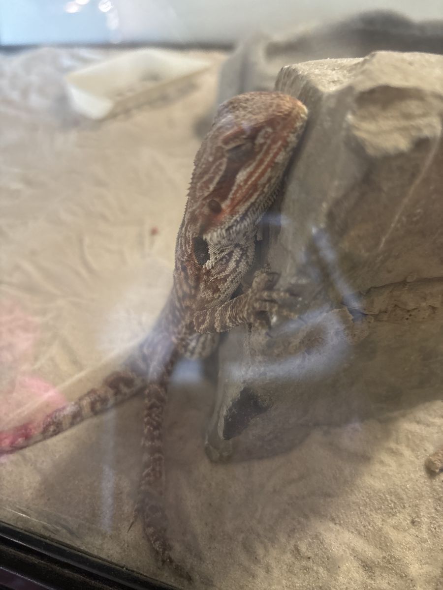 Male Baby bearded dragon