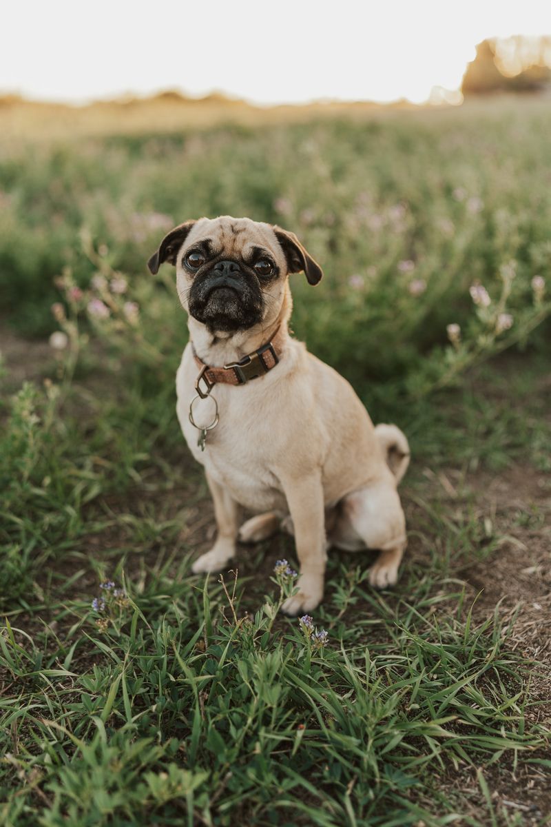 Adult pug