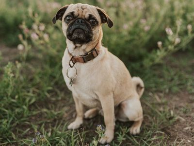 Adult pug