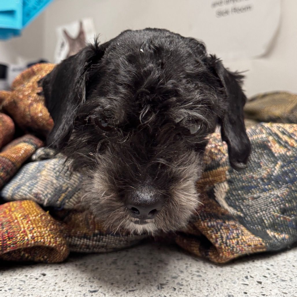 Hello my name is Otter