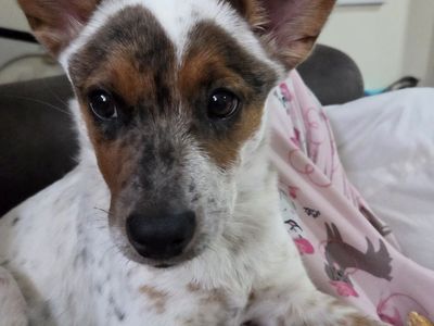 Australian blue heeler
