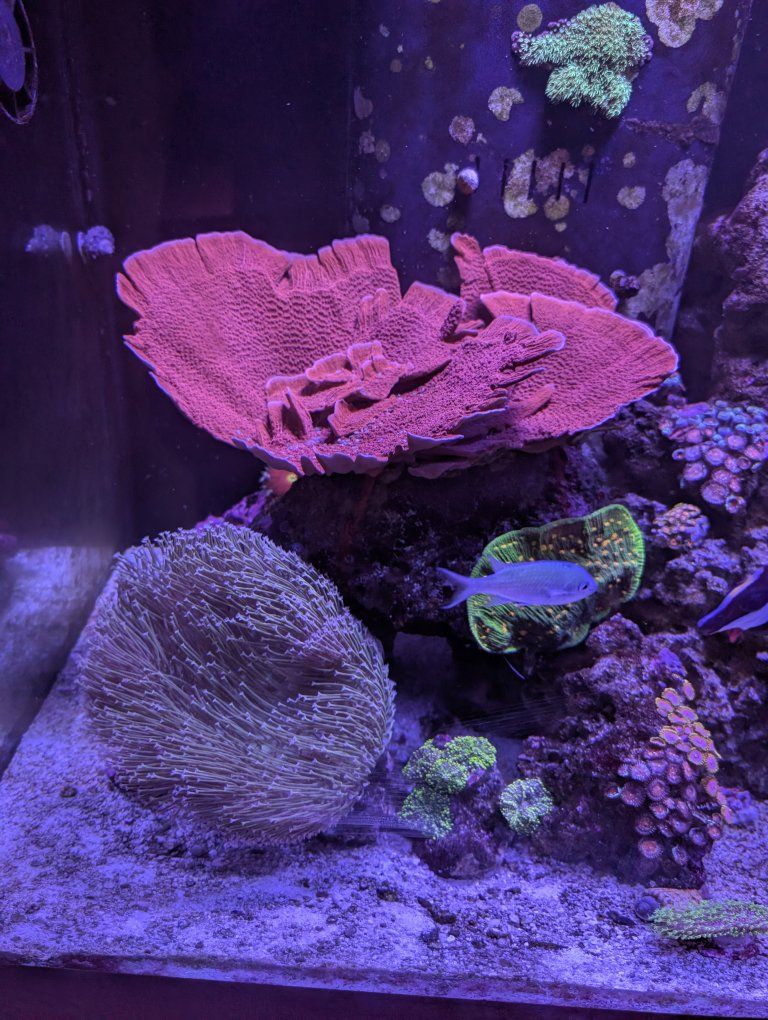 Red cap montipora  colony