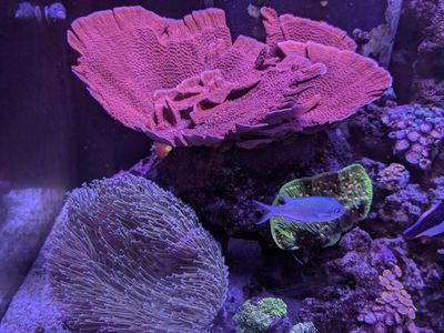 Red cap montipora colony