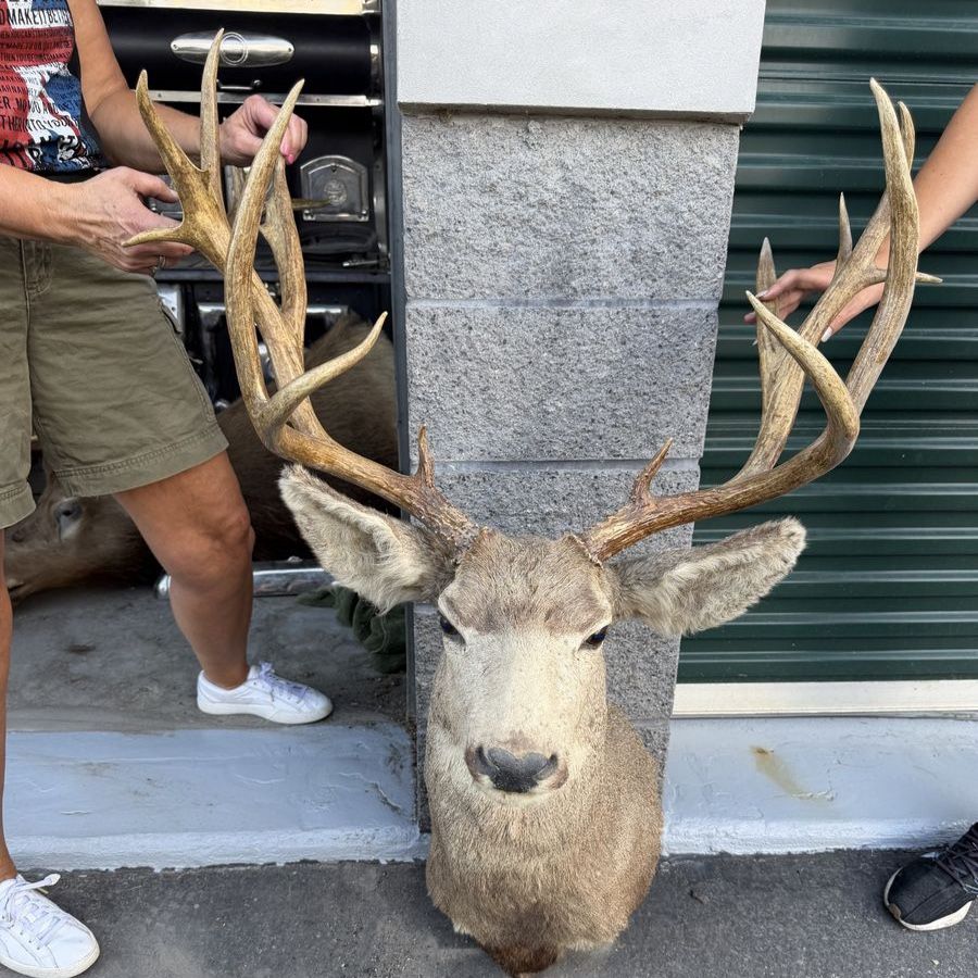 Large Elk Mounted Head Taxidermy OBO