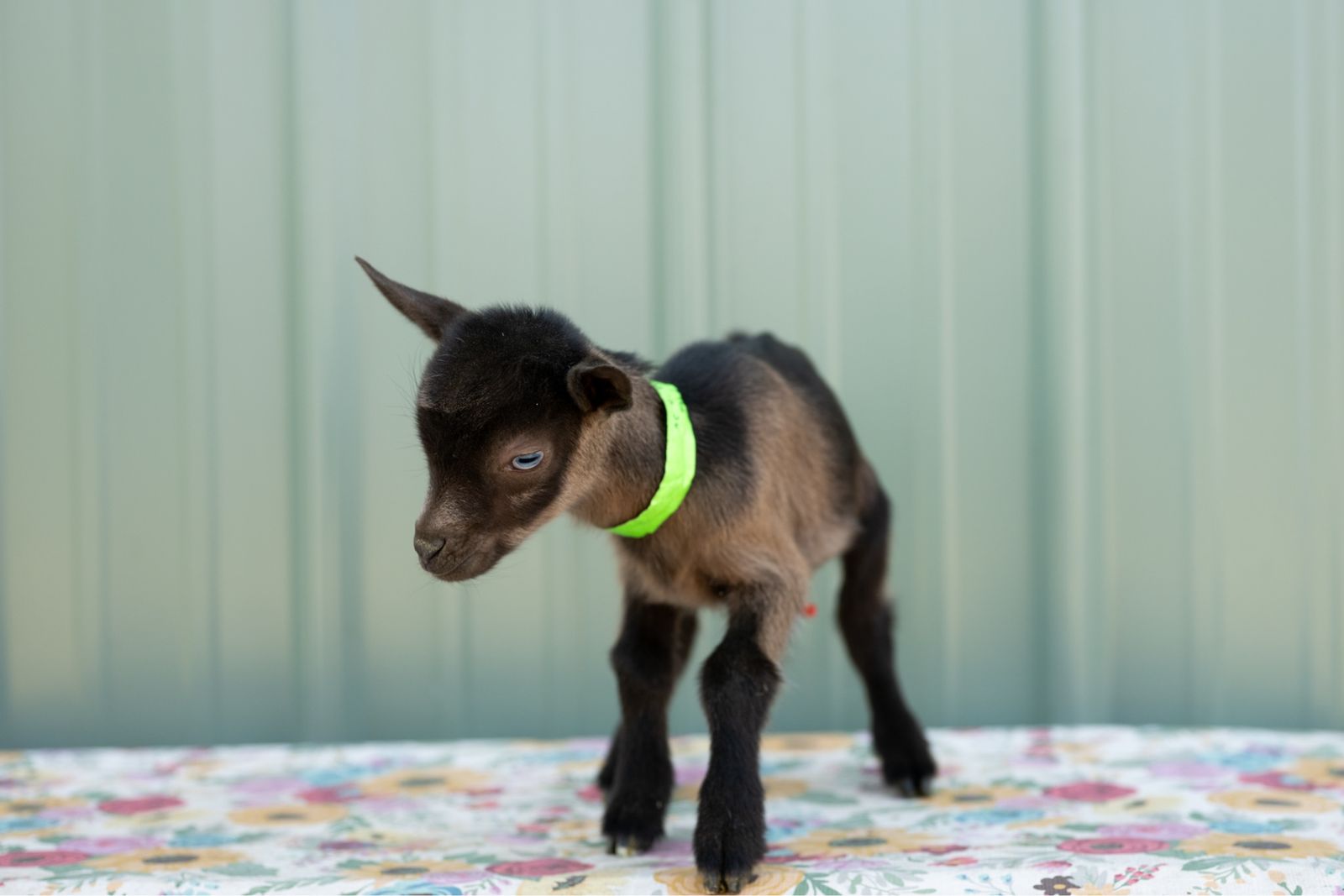 Blue eyed Nigerian Dwarf buckling.