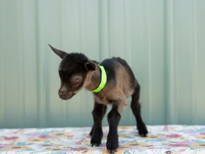 Blue eyed Nigerian Dwarf buckling.