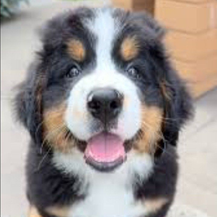 Premium Bernese Mountain Dog Puppies Champion Pups