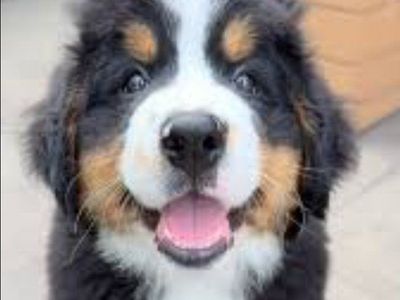 Premium Bernese Mountain Dog Puppies Champion Pups