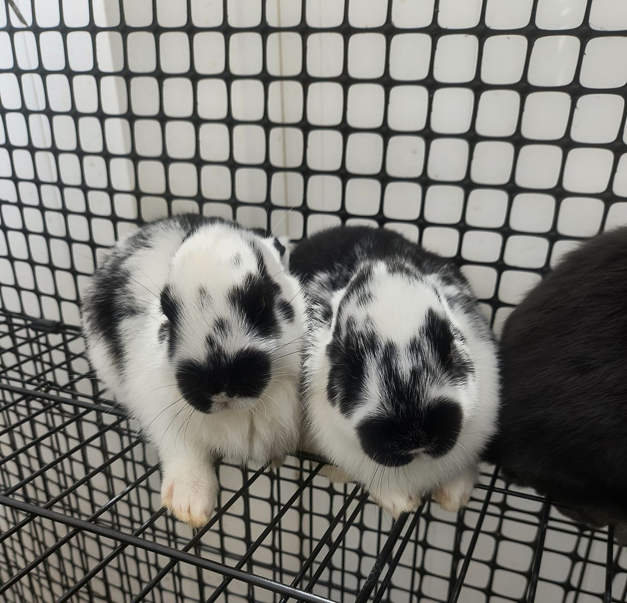 Purebred New Zealand Bunnies