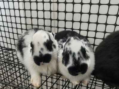 Purebred New Zealand Bunnies