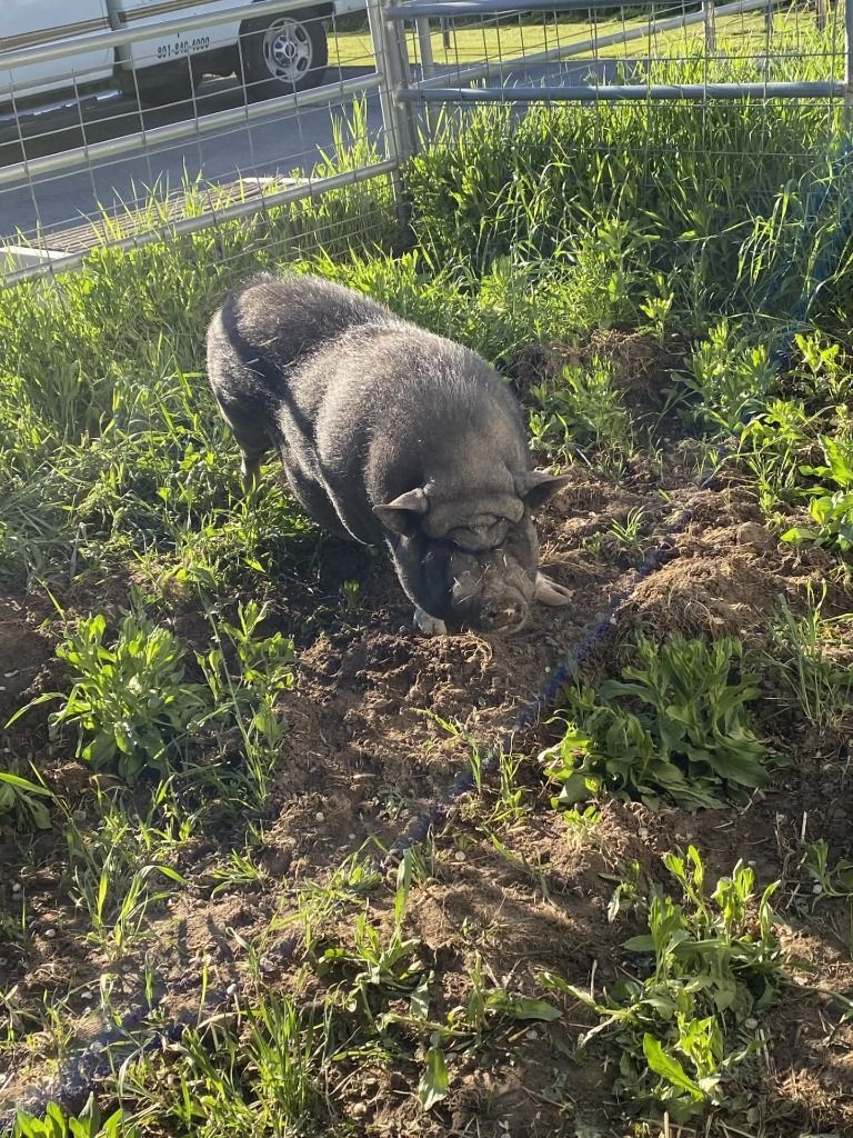 Pumba the Pet Pig