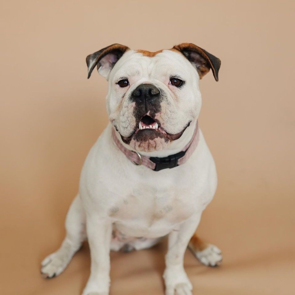 Female Olde English Bulldogge