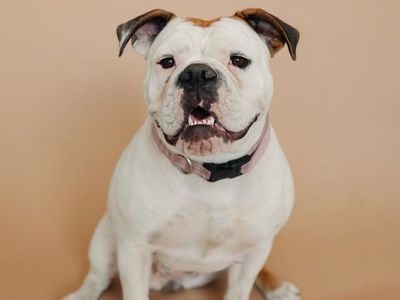 Female Olde English Bulldogge