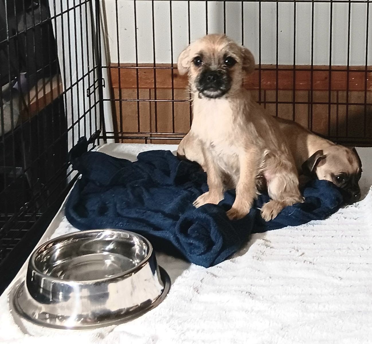 *CUTEST* Yorkie Terrier/ Pug & Chihuahua/ Pug. (1, Female, 6 Males) *These Rescue Puppies Deserve A Loving Home*