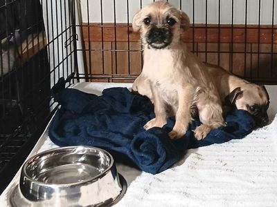 *CUTEST* Yorkie Terrier/ Pug & Chihuahua/ Pug. (1, Female, 6 Males) *These Rescue Puppies Deserve A Loving Home*