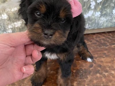 Micro Mini Bernedoodle Girl
