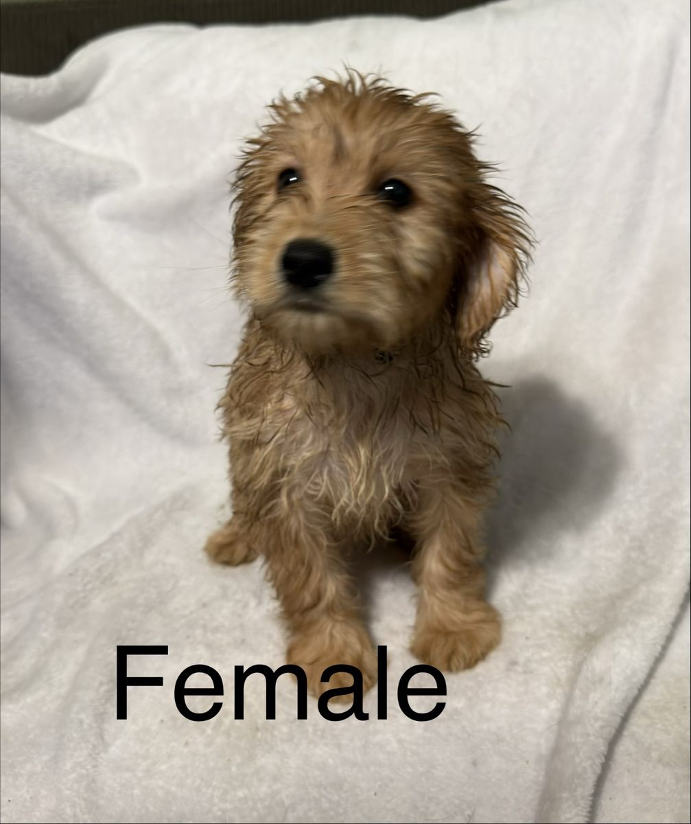 9 week old Aussiedoodle Puppies – Ready for Their Forever Homes!