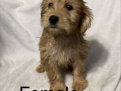 9 week old Aussiedoodle Puppies – Ready for Their Forever Homes!