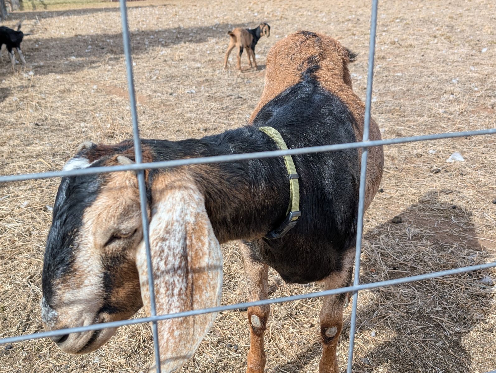 Nubian/Lamancha Nanny