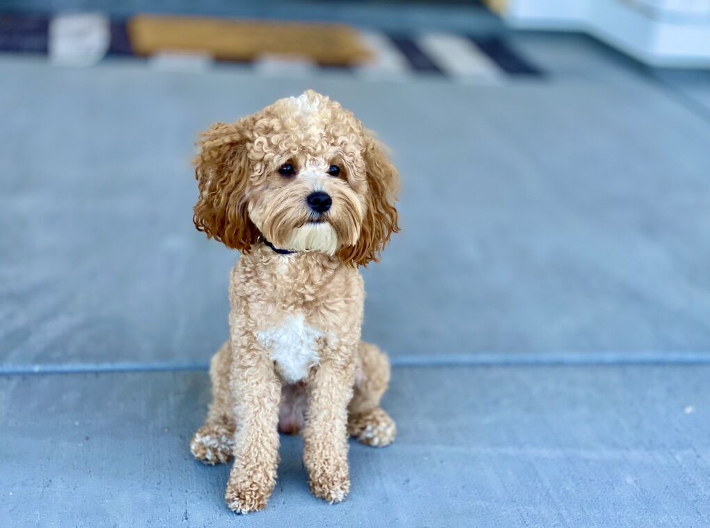 CKC Registered 12 lb Cavapoo Stud FF, Hidden Phantom and 100% clear including CDDY/CDPA