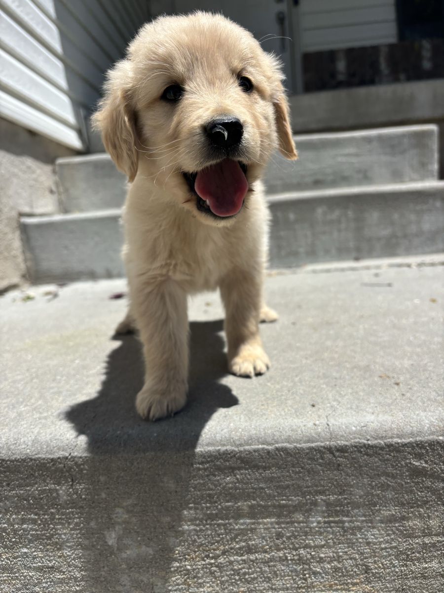 CUTEST Golden Retriever Puppies