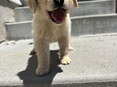 CUTEST Golden Retriever Puppies