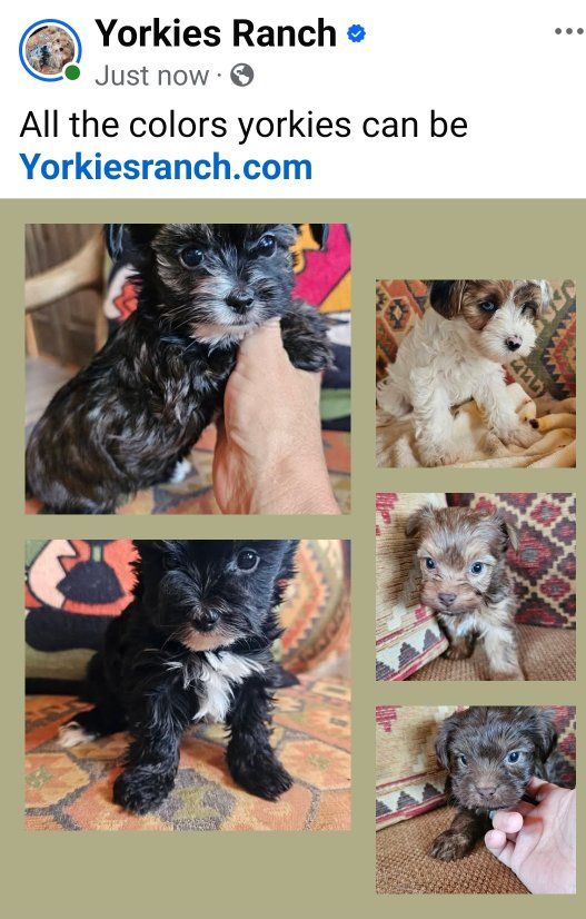 Yorkie Puppies • Yorkies • Health Guarantee • Purebred European Yorkshire Terriers • Lifetime Support • Beautiful Colors