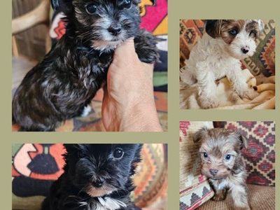 Yorkie Puppies • Yorkies • Health Guarantee • Purebred European Yorkshire Terriers • Lifetime Support • Beautiful Colors