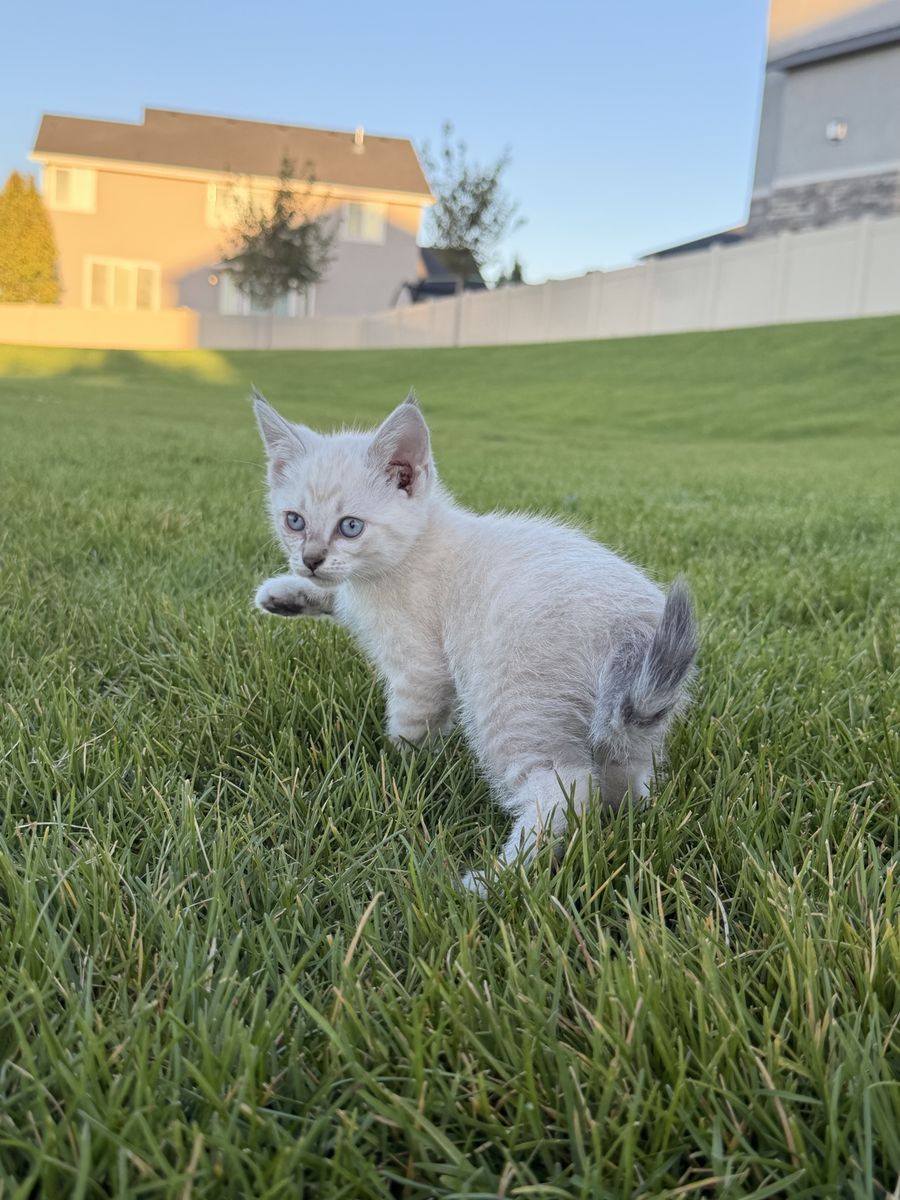 Ragdoll Mix Kitten 1 left