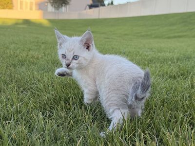 Ragdoll Mix Kitten 1 left