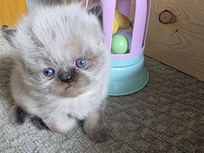 Purebred Persian kittens (4 weeks old)