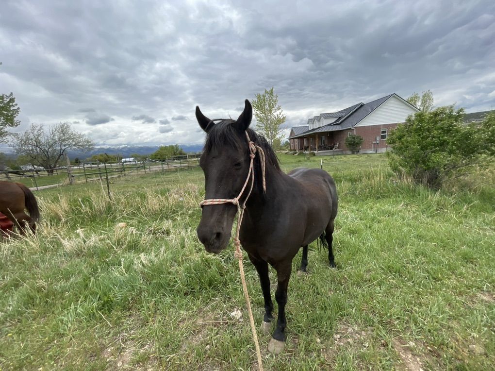 Foxtrotter Gelding