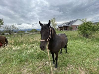 Foxtrotter Gelding