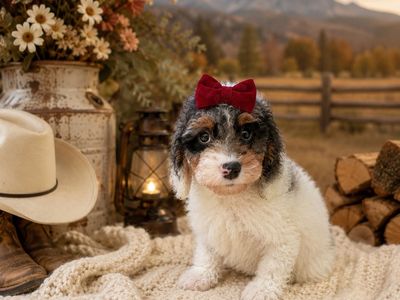 Absolutely adorable F1b Cavapoo puppies!!!
