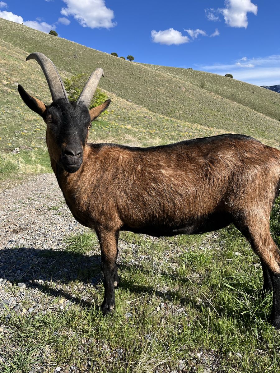 Pack Goats
