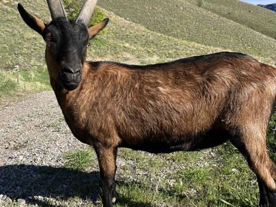 Pack Goats