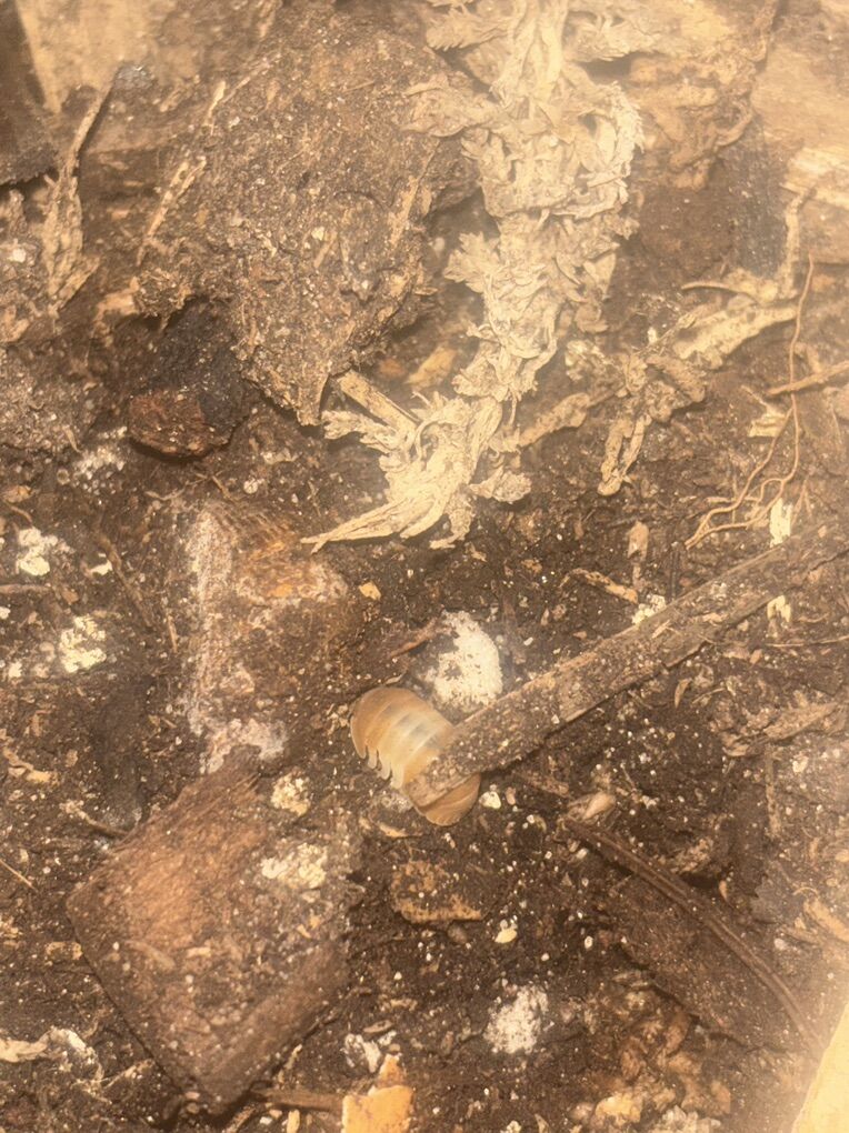 Red Panda / Citrus Mix Isopod