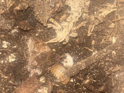 Red Panda / Citrus Mix Isopod