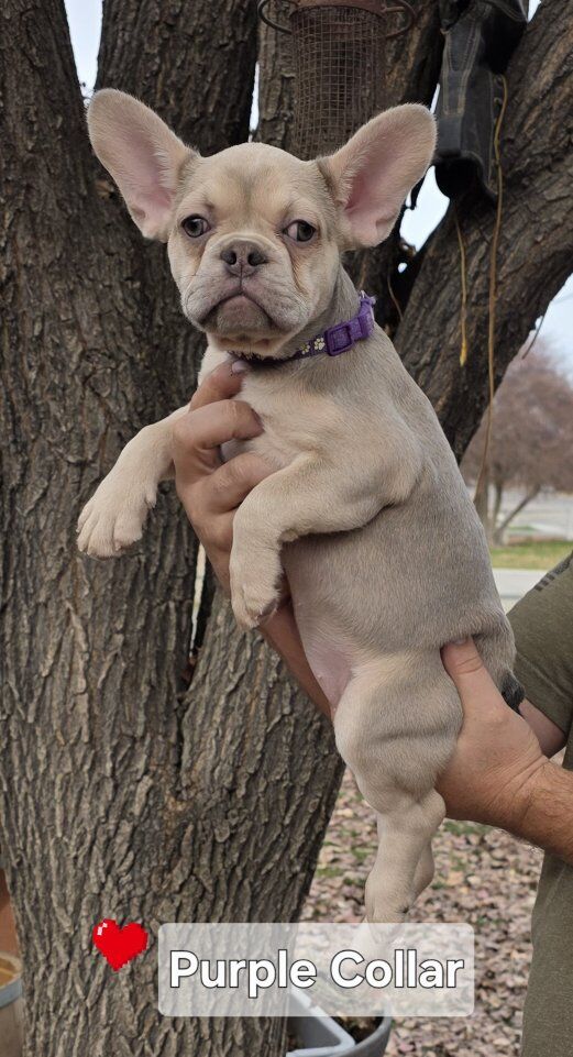 French Bulldog Puppies Fluffy AKC Blue