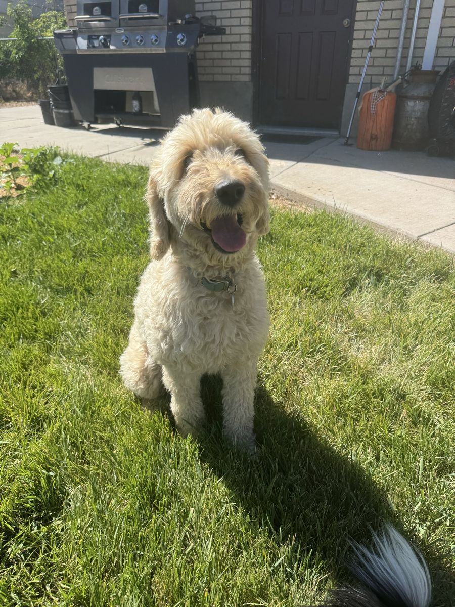 Female poodle golden doodle hypoallergenic no shedding