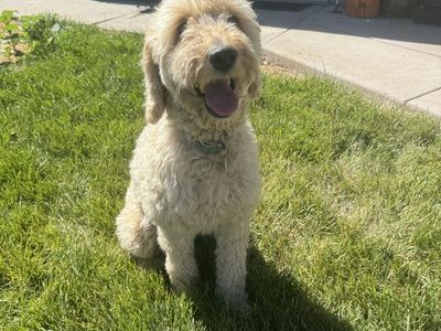 Female poodle golden doodle hypoallergenic no shedding