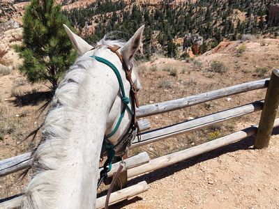 All around gelding
